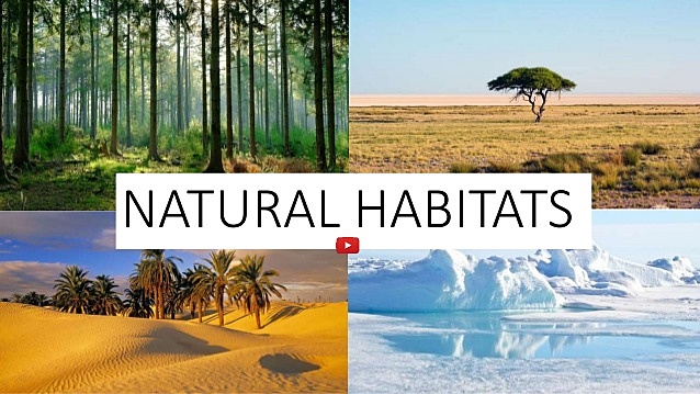 ¿a dónde pertenece?