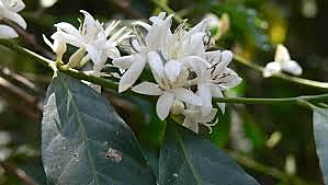 Coffee Plant Discovered