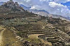 Coffee is Cultivated