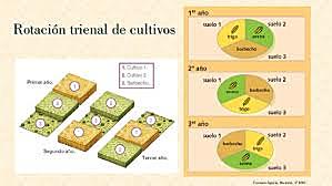 ROTACIÓN TRIENAL EN LA AGRICULTURA MEJORA LAS COSECHAS