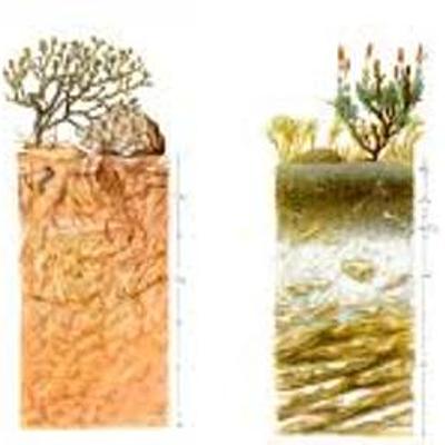 Timeline: Historia de la Edafología