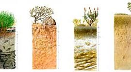 Timeline: Historia de la Edafología