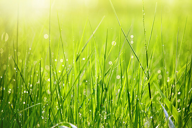 "Leaves of Grass" by Walt Whitman