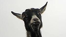 Timeline: papunya history