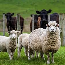 seeing of the animals