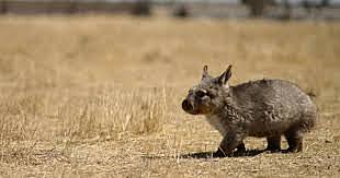 more white strangers came