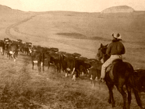 Land taken for cattle