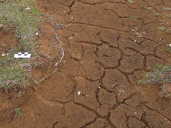 Aparición de los vertisoles