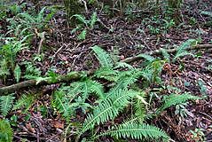 Formación de un suelo tropical