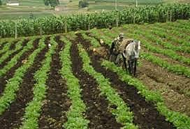 censos agropecuarios