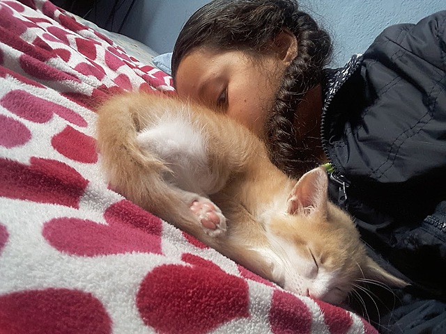 se murió mi primera mascota