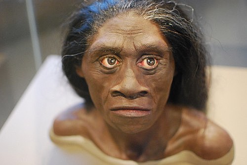 Homo floresiensis
