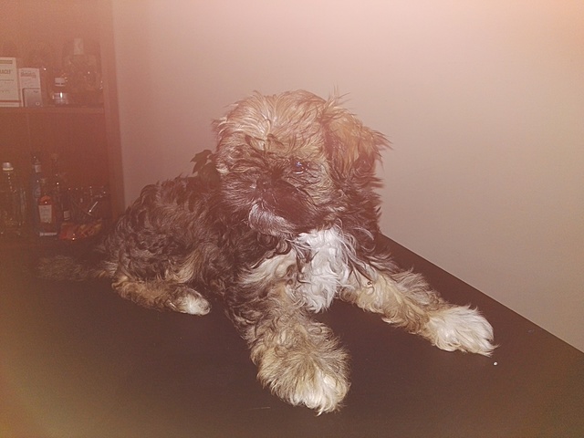 Llego mi perrita Luna