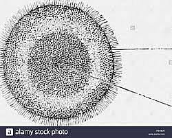 Coagulación de albumina