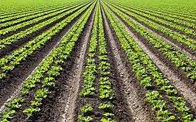 In the 1800's Mattius Schleiden