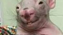 Timeline: Linea De Tiempo Telegrafo