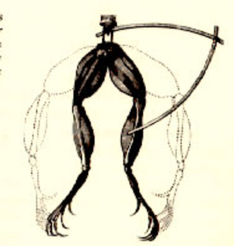 Luigi Galvani creates muscle spasms in a frog using electricity