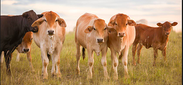 Anangu start to see strange animals