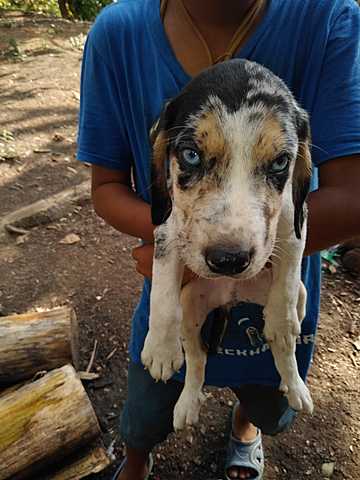 muerte de mi mascota