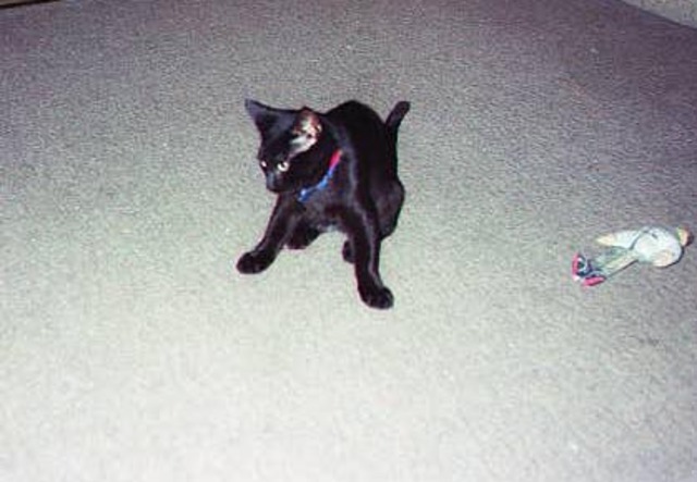 Mrs Ivins' cat Hunter is born