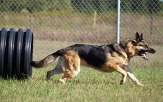 What dogs were once used for.