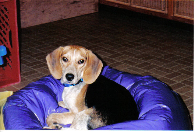 Mrs Ivins' dog Bandit is born