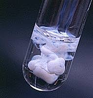 Peter P. von Weymarn