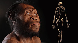 Timeline: Proceso de Hominizacion