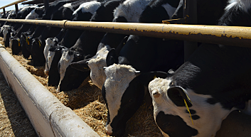 Fiebre aftosa afecta ganado