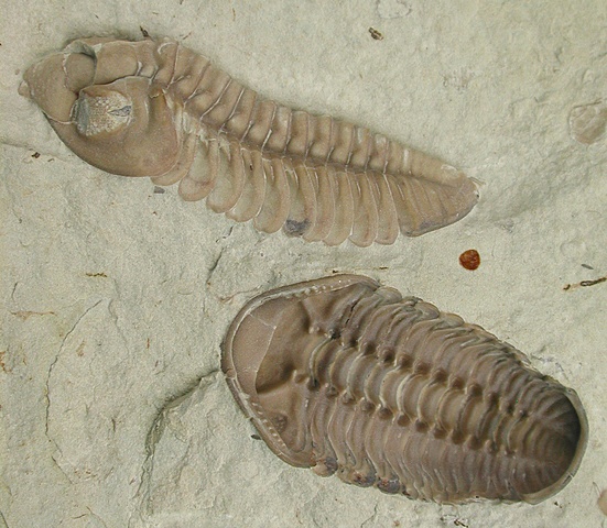 Cambrian - First organisms with shells