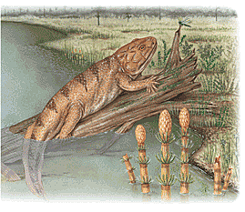 Devonian - The first Amphibians appeared