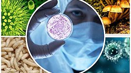 Timeline: Acontecimientos históricos selectos de bacteriología y micología