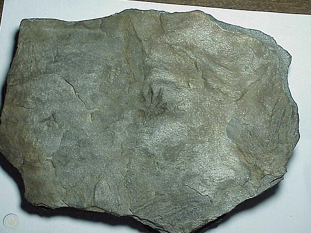 Triassic - The First dinosaurs have appeared