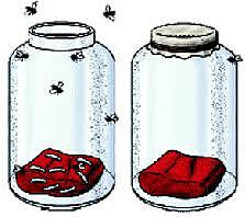 Refutan la teoría de la generación espontanea