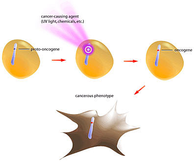 la teoría del idioplasma