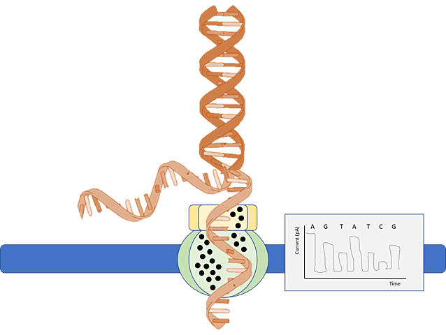Secuenciación del ADN
