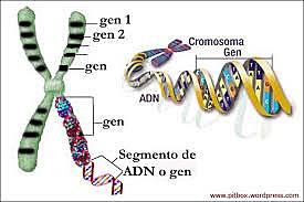 Se determina a los genes como las unidades fundamentales de la herencia biologica