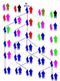 Historia de la genética de poblaciones