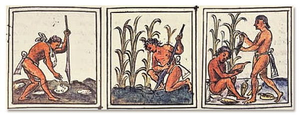 Economía En Mesoamerica