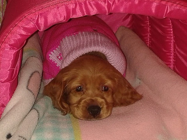 ME REGALARON MI PERRITA