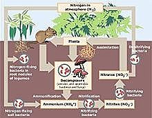 Serguéi Nikoláievich Vinogradski  [25]