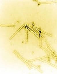 Martinus Willem Beijerinck [27]