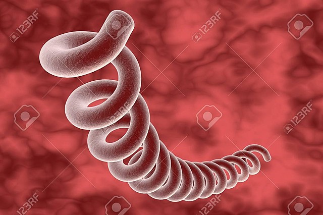 Fritz Schaudinn y Erich Hoffmann [28]