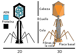 Alfred Hershey Y Martha Chase [45]