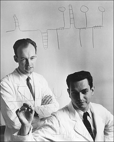 Marshall Nirenberg y Matthaei [51]