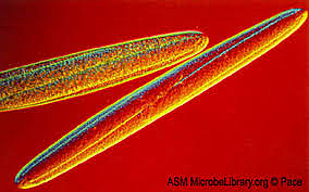 Clements y Bullivant [62]