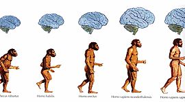 Timeline: La odisea de la especie