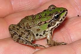 Clonacion del primer anfibio