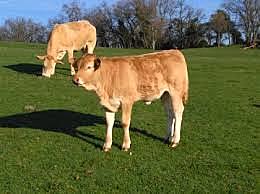 Clonacion de Terneras