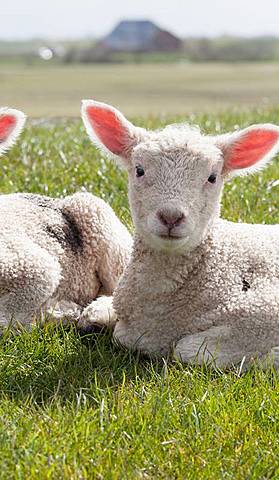 Clonacion de cordero